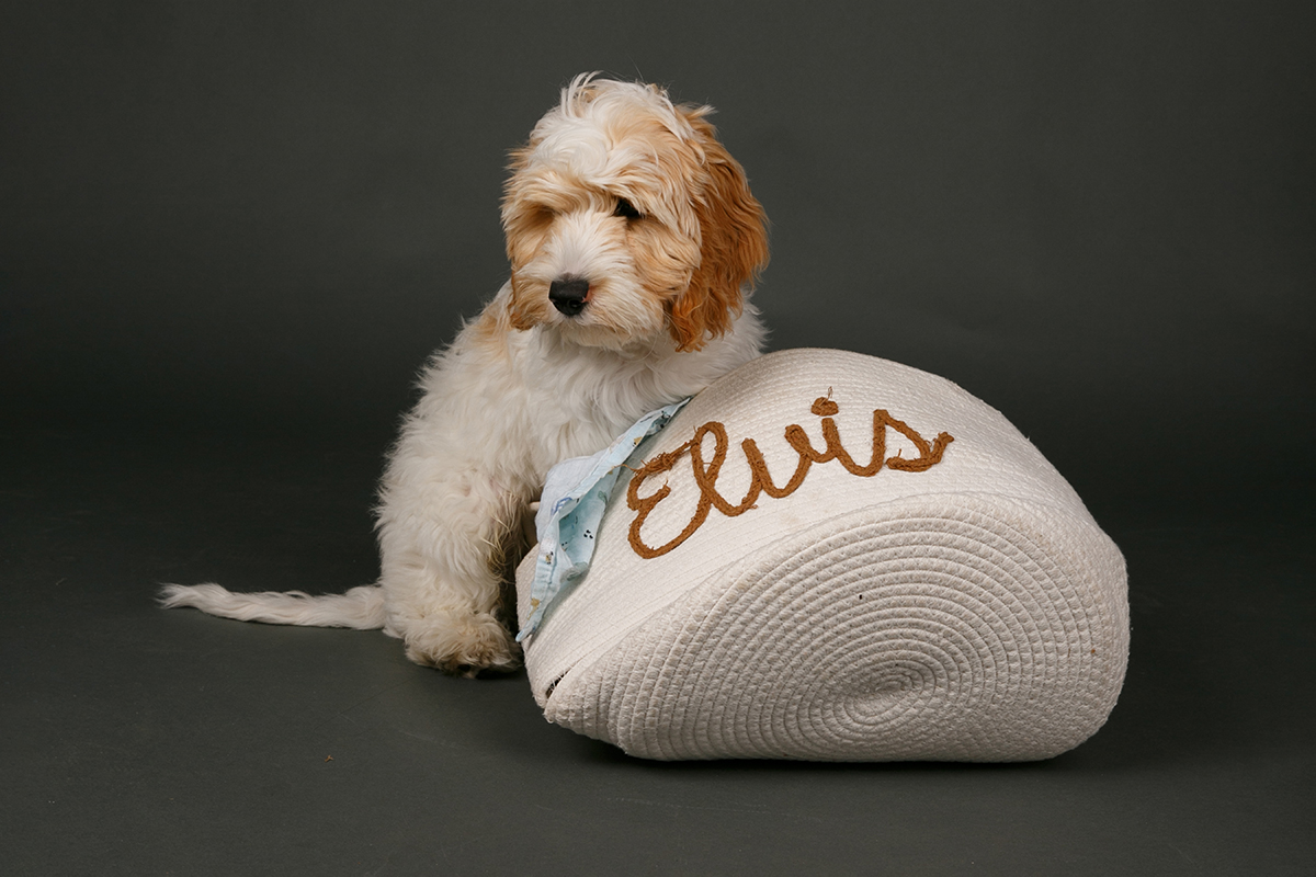 Free Studio Shoots During 2026 | Elvis2507_36_Crop.jpg